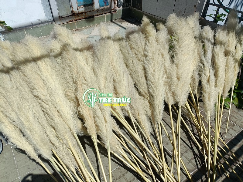 Cỏ lau khô - Cung cấp bông cỏ lau trang trí giá rẻ tại TP.HCM
